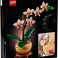 Mini-Orchidee