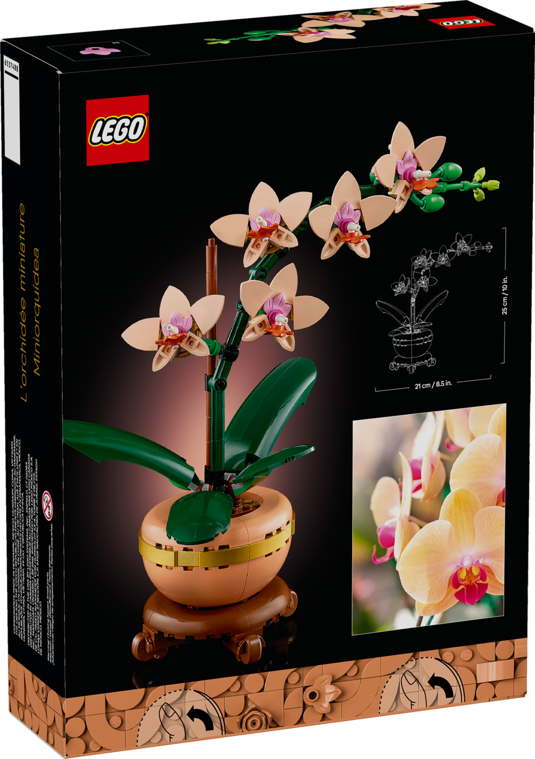 Mini-Orchidee