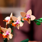 Mini-Orchidee