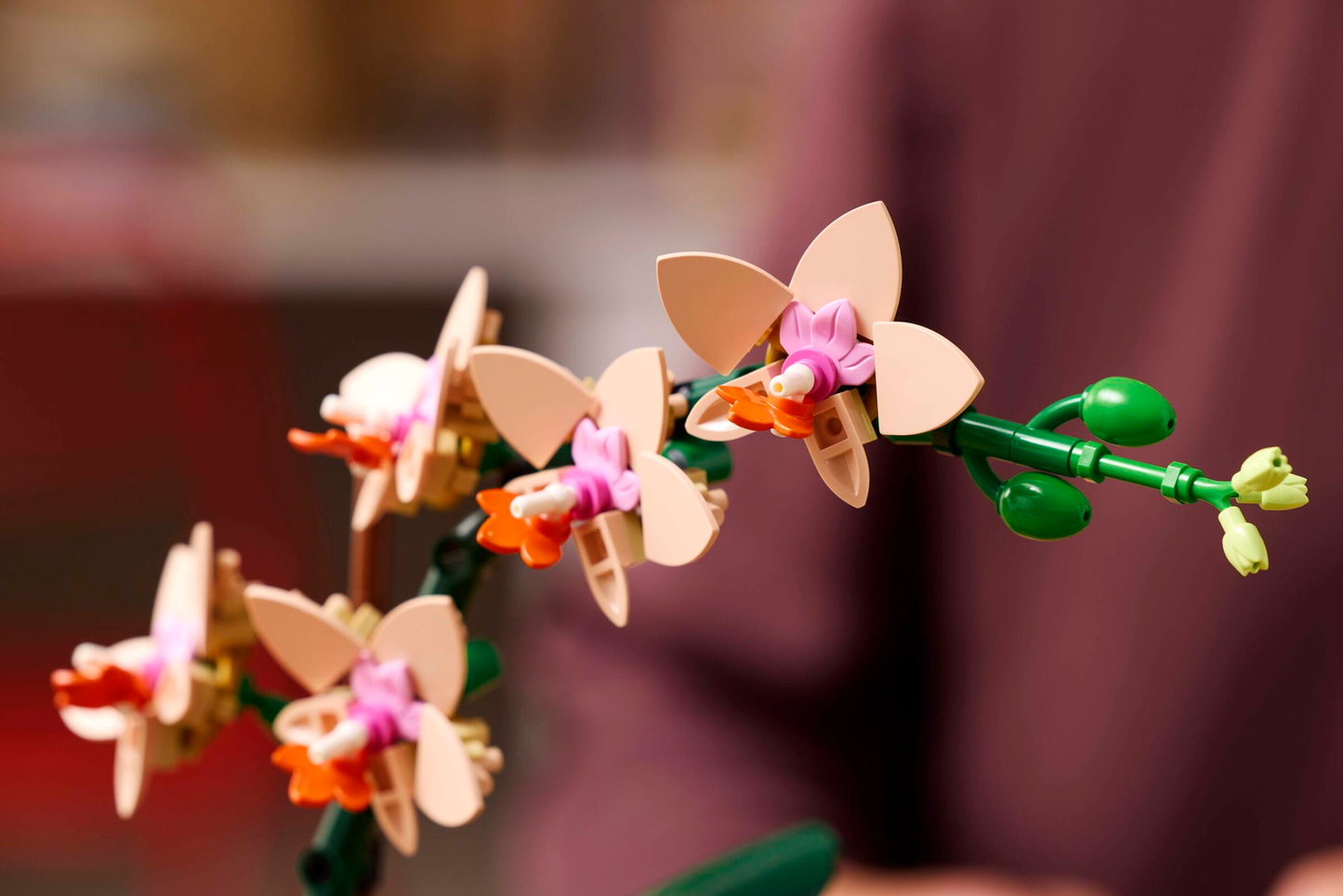 Mini-Orchidee