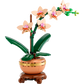Mini-Orchidee