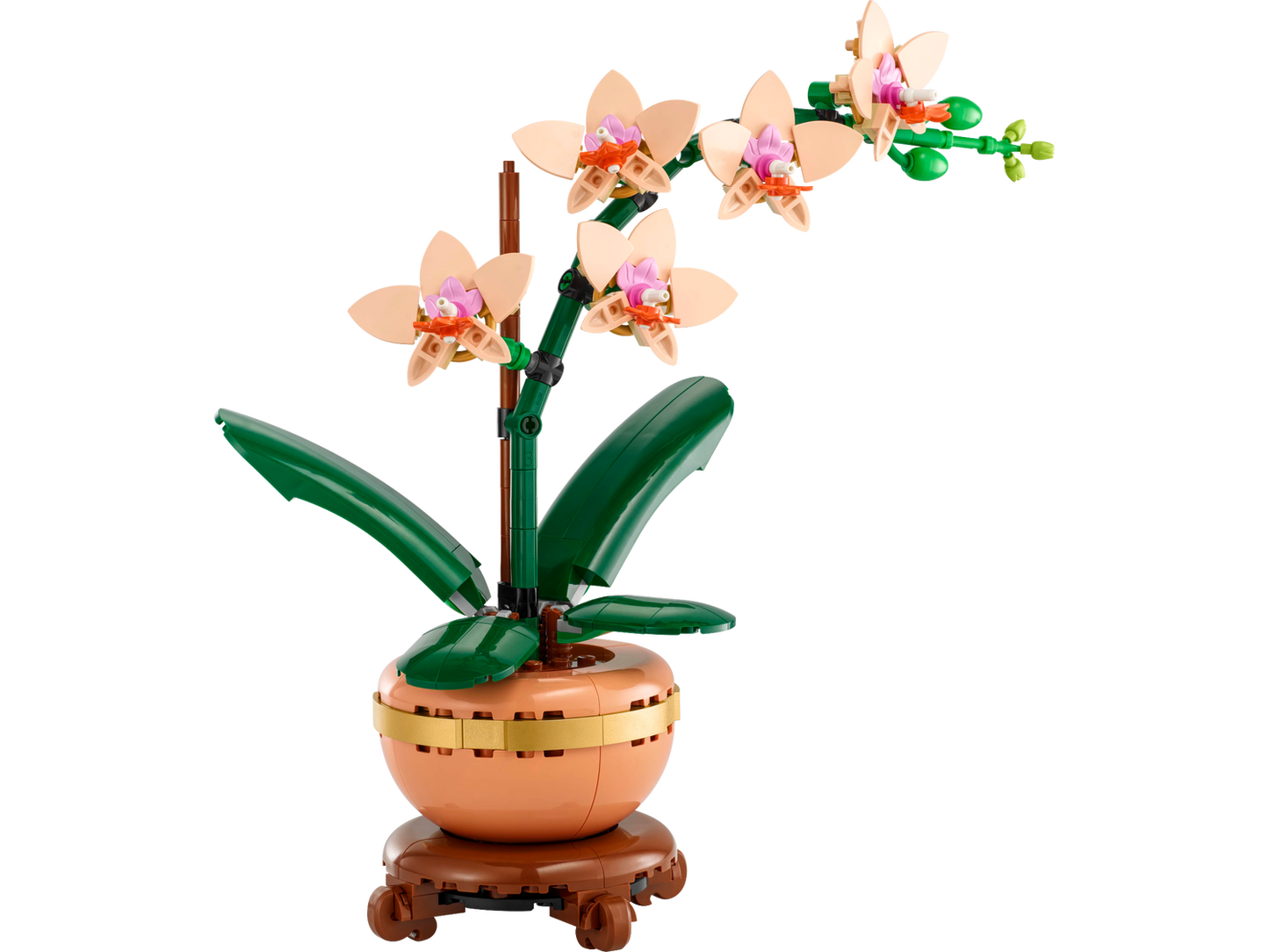 Mini-Orchidee