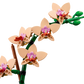Mini-Orchidee