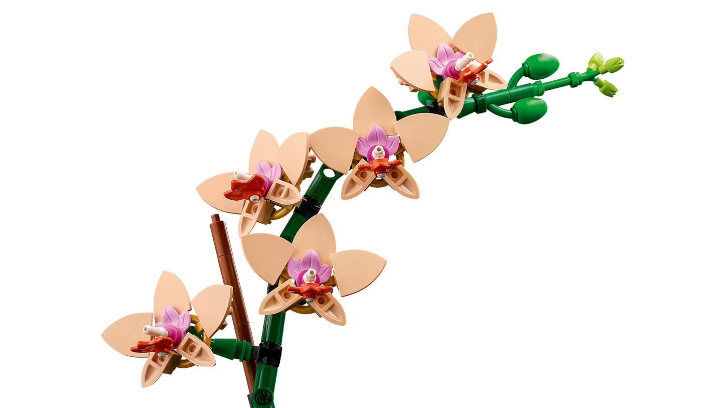 Mini-Orchidee