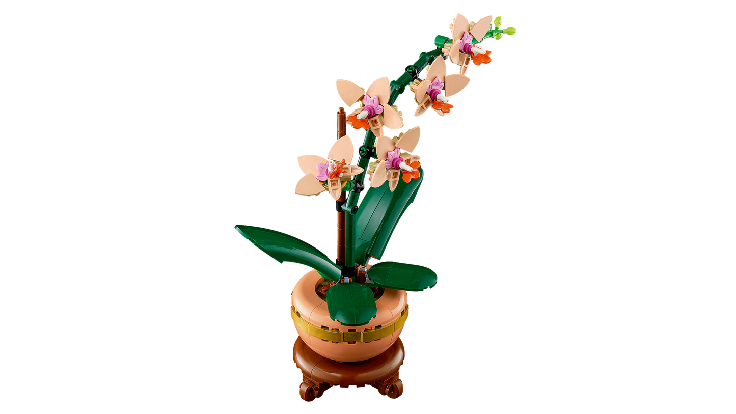 Mini-Orchidee