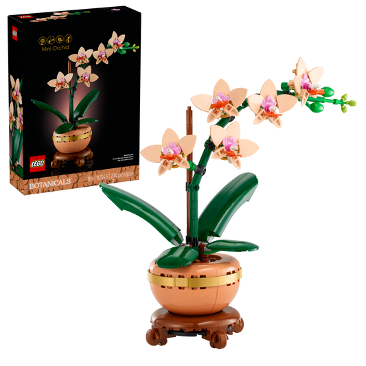 Mini-Orchidee
